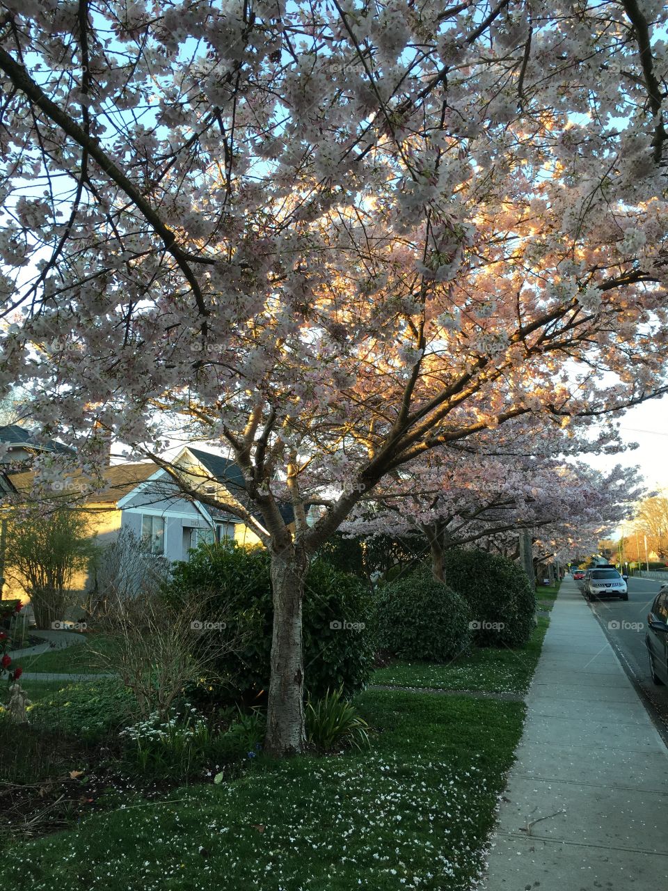 Sunny morning in March