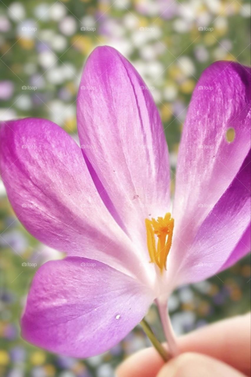 A purple blooming crocus with yellow pistils is held by two fingers over a colorful blooming flower meadow