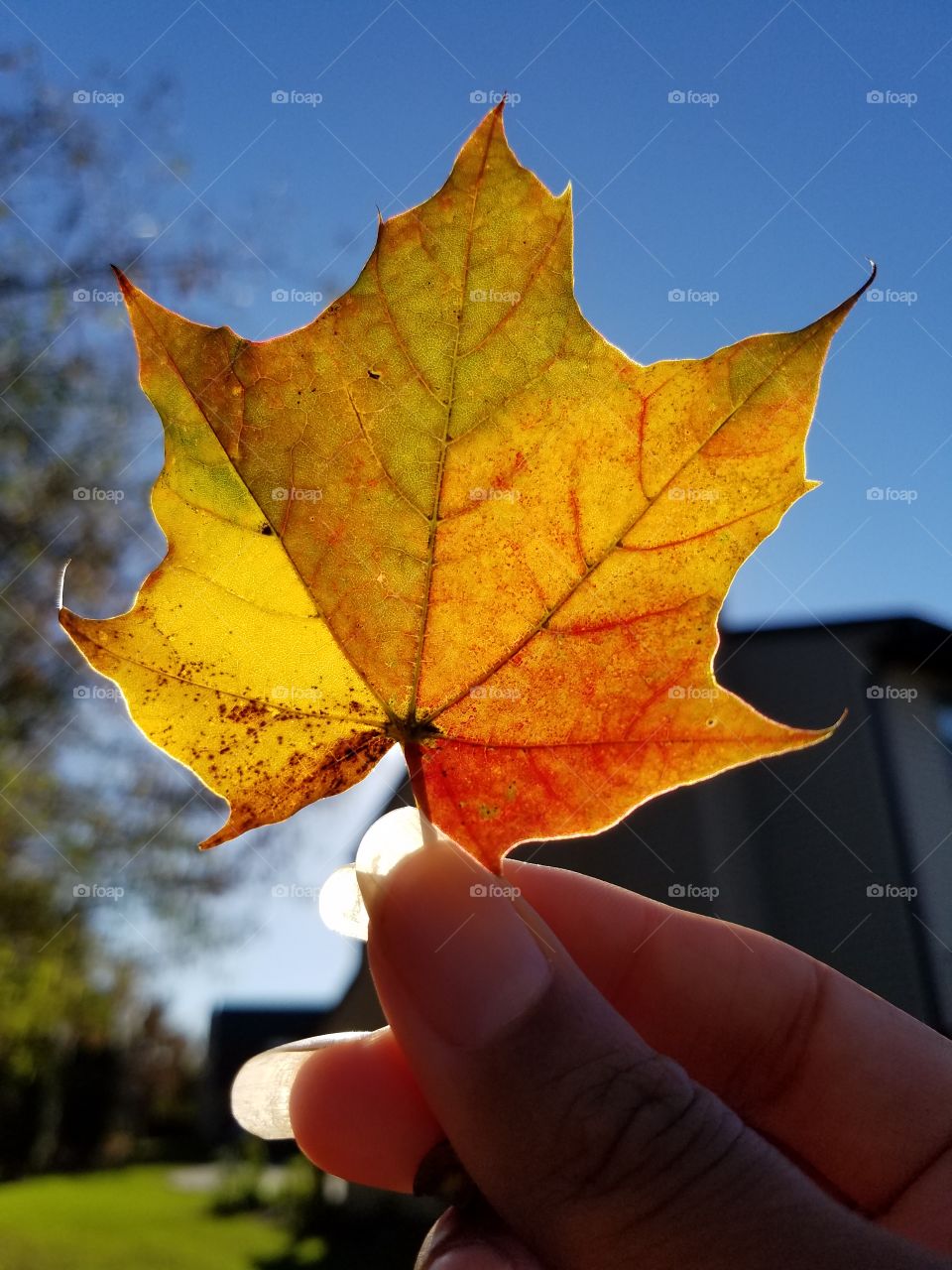 Beautiful autumn Maple leaf