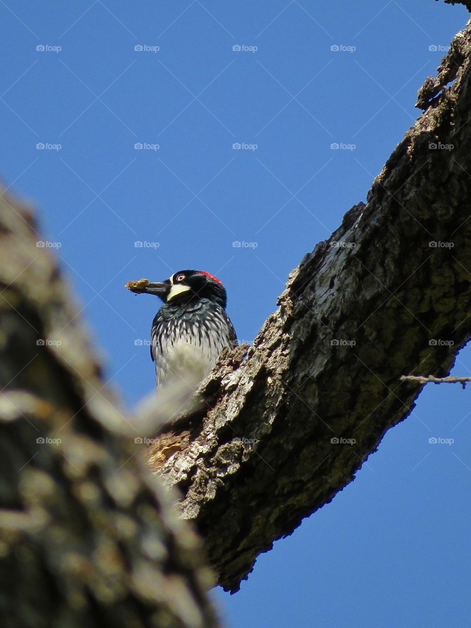 Wood Pecker with Food in its Beak