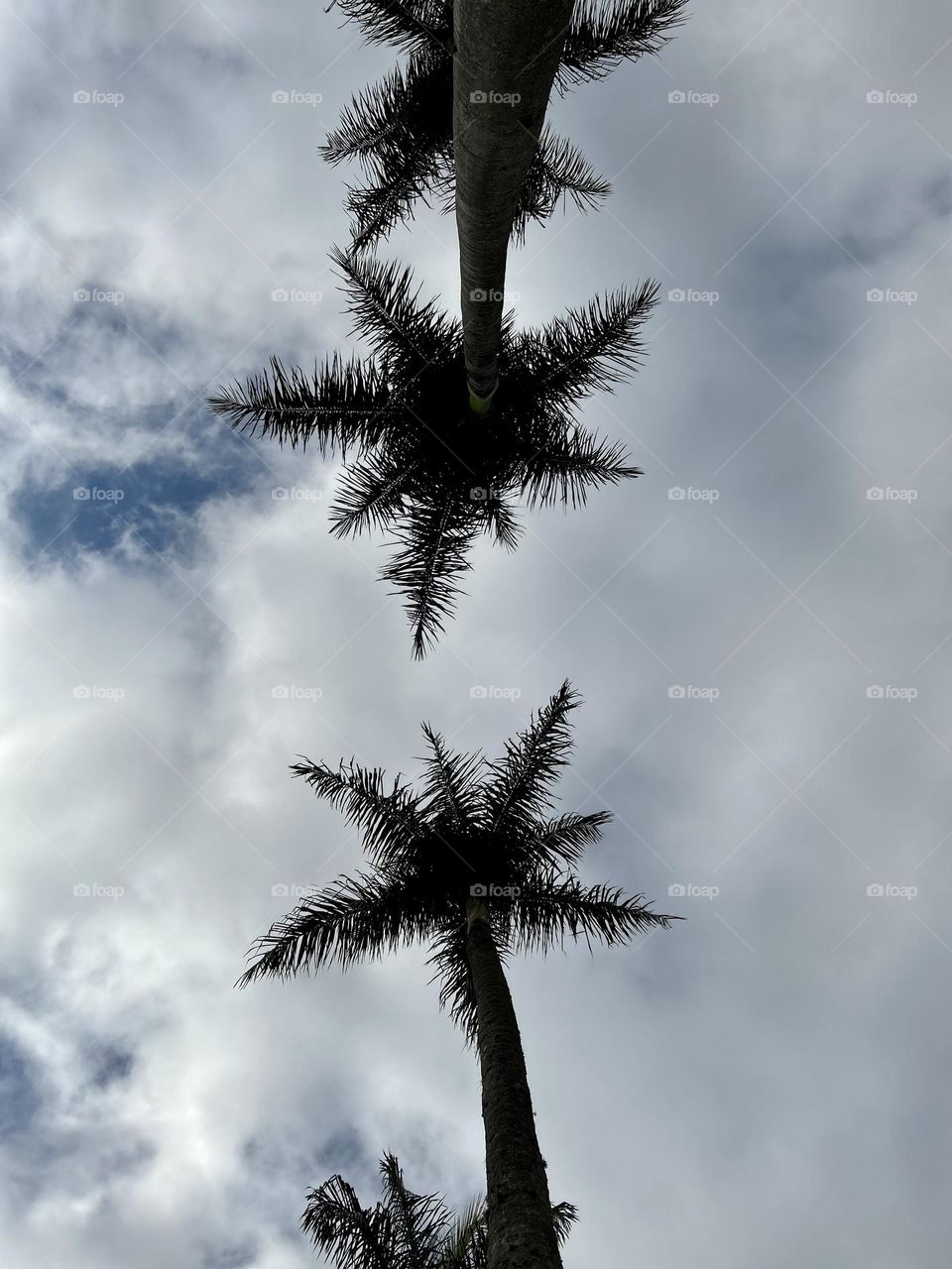 The palm trees and the sky
