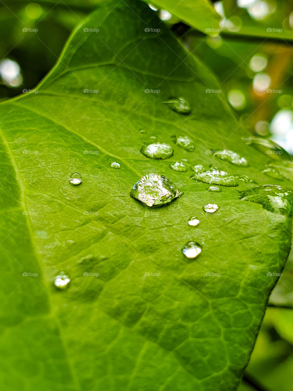 water droplets on a leaf