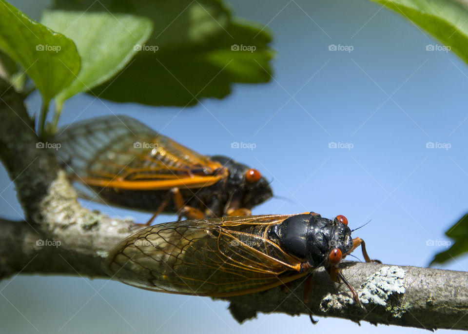 Two cicadas preparing to mate