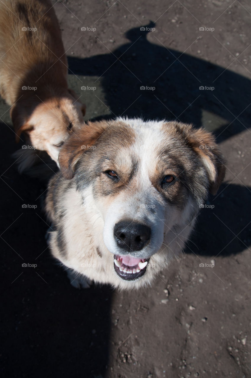 Smiling dog