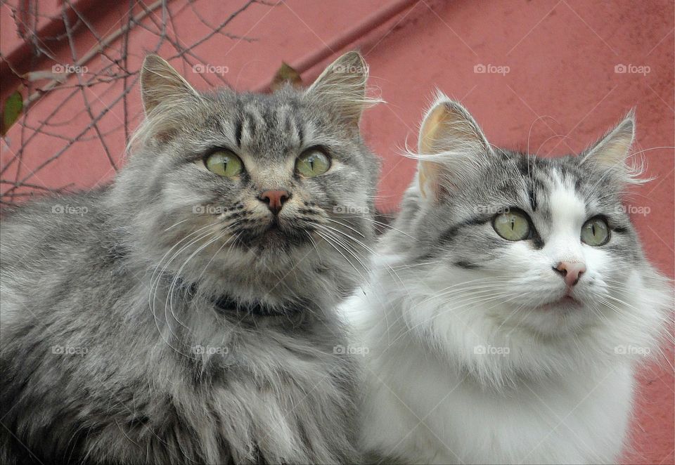 two cats couple look