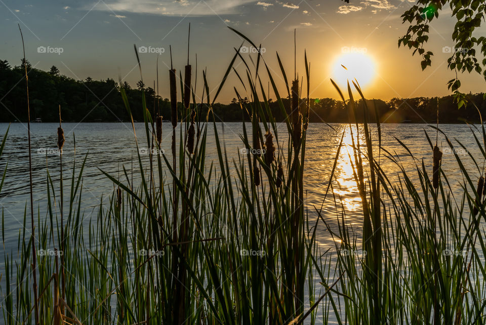 Willow reeds at sunset on the lake in Minnesota