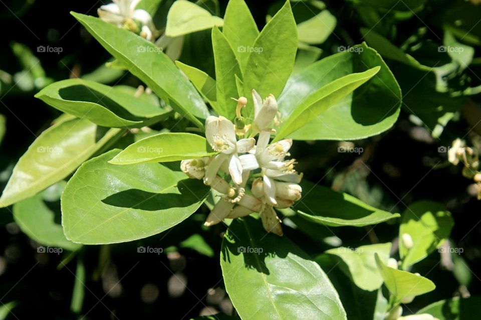 Orange Blossom on the Tree