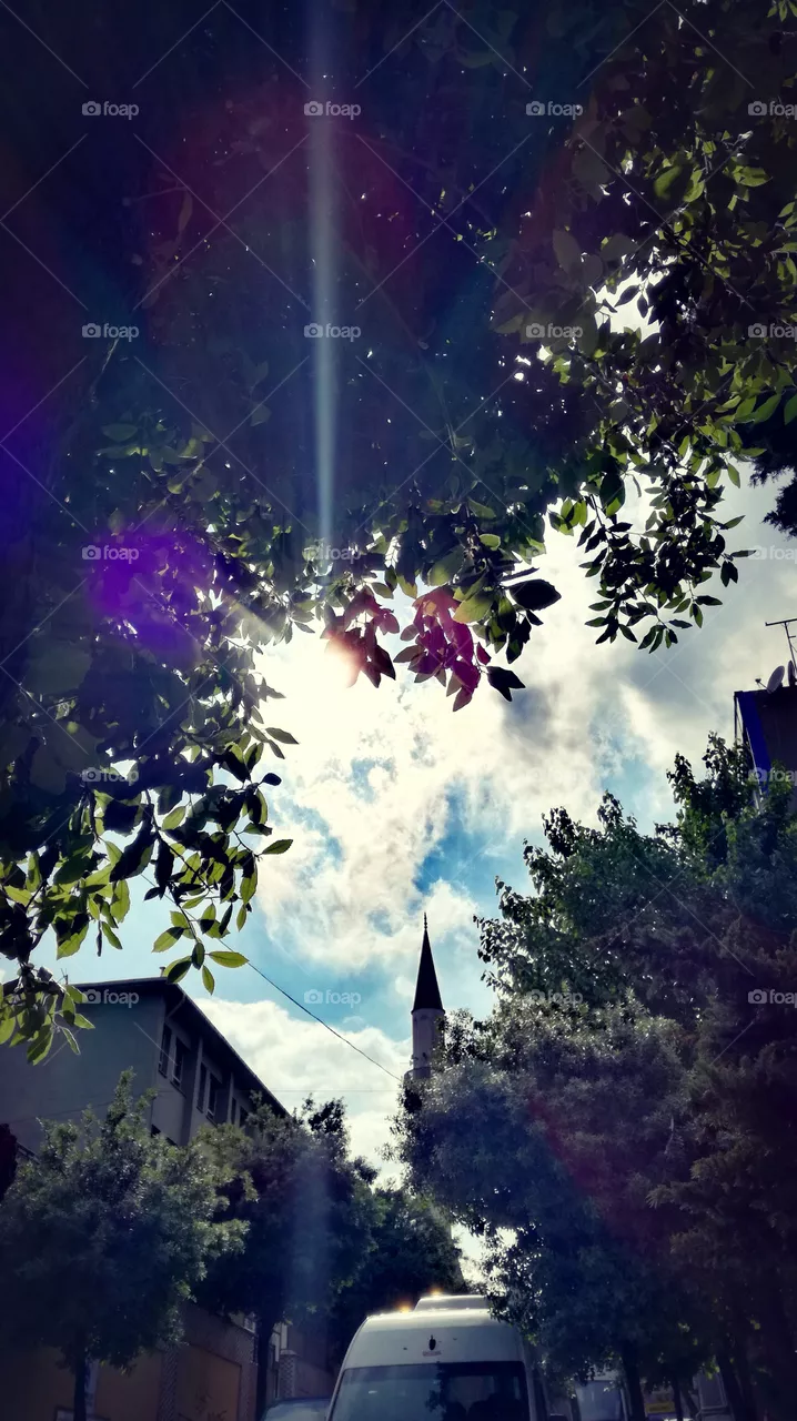 Tree and sun
