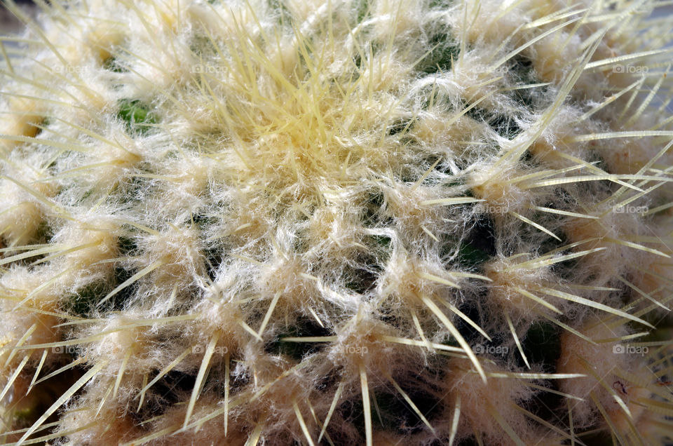 Close-up of cactus in Berlin, Germany.