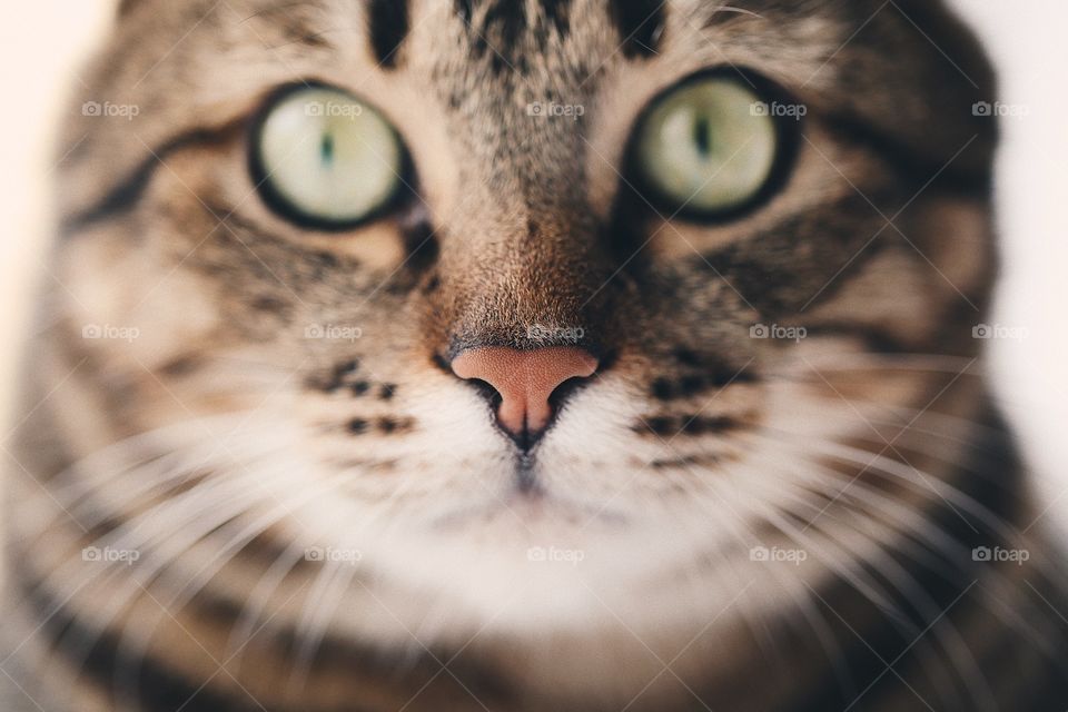 Macro cat photography. Beautiful portrait