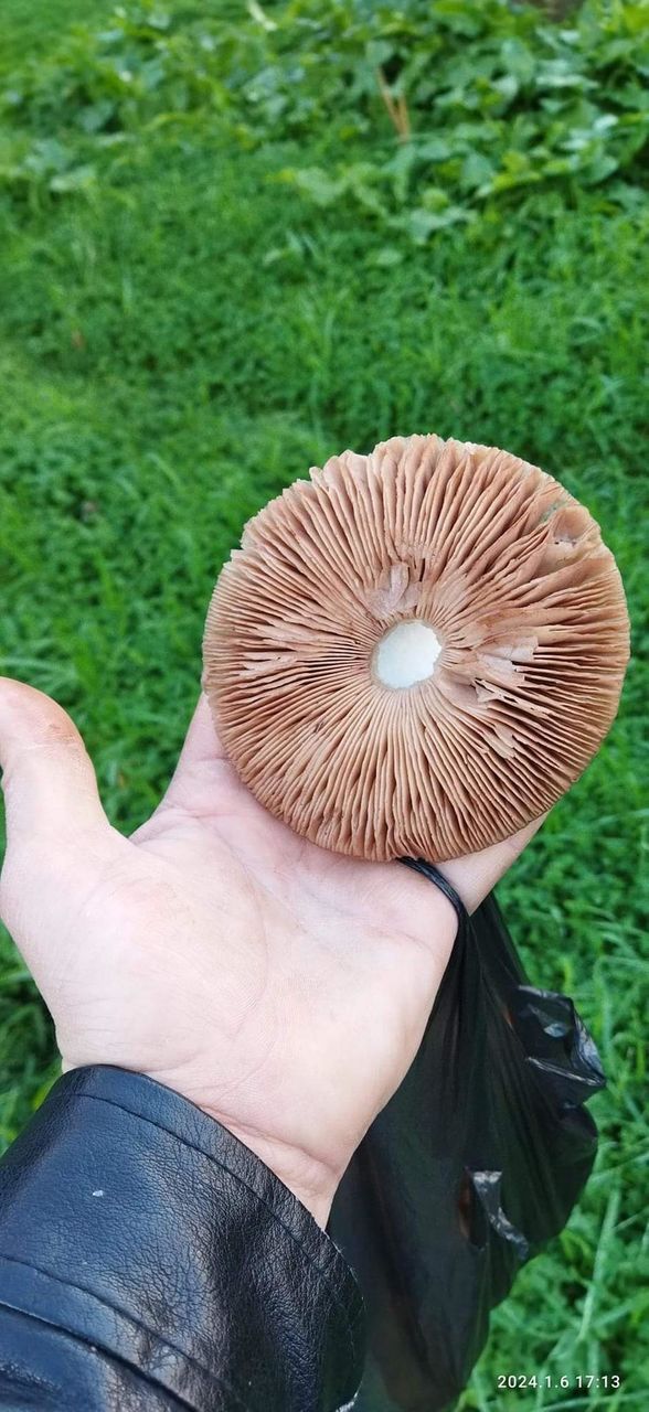Mushrooms in January