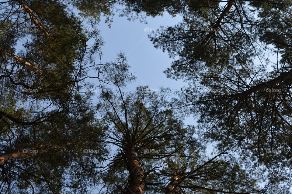 forest pines trees blue sky background