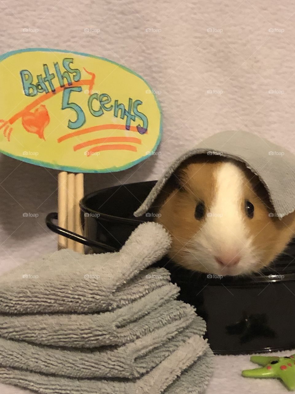 Baby 8 week old Sugar the guinea pig