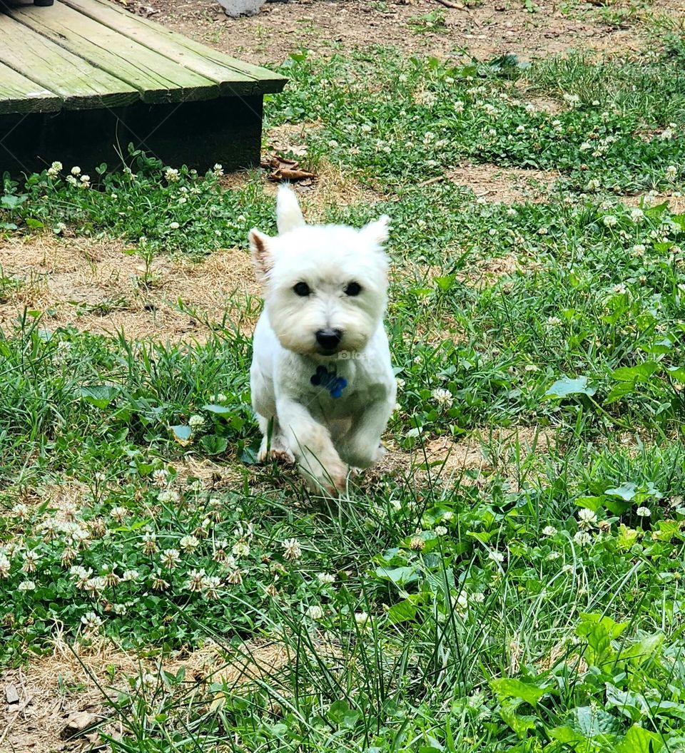 Westie on a Mission