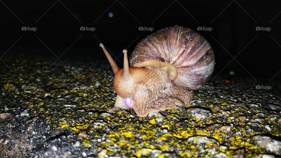 Giant snail in Seychelle