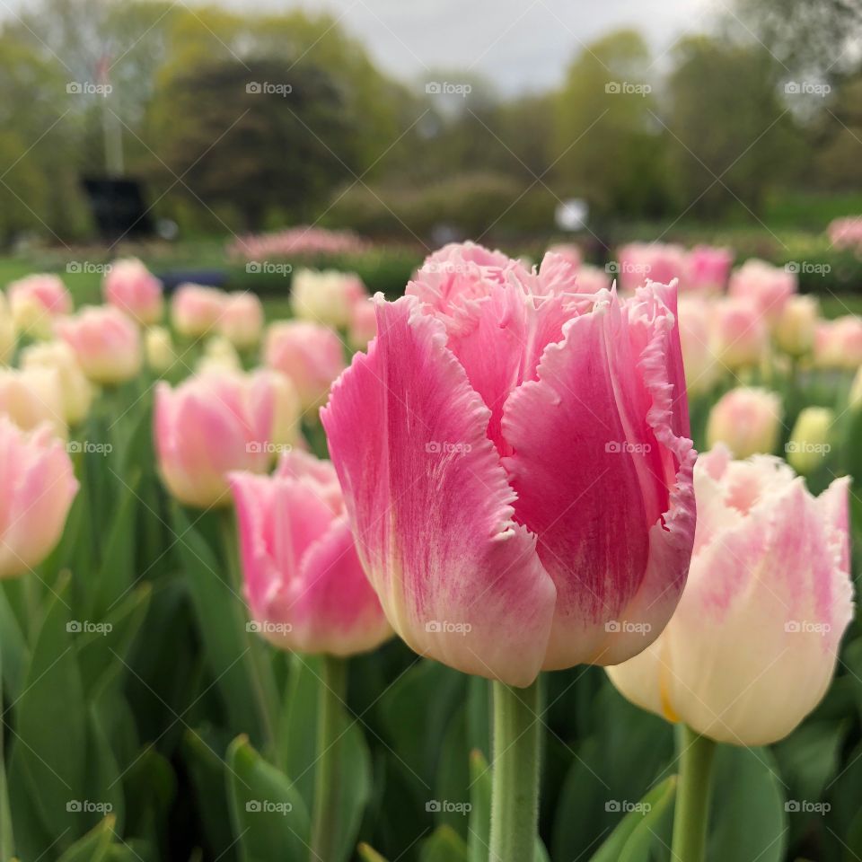 Pink Fringed Tulip
