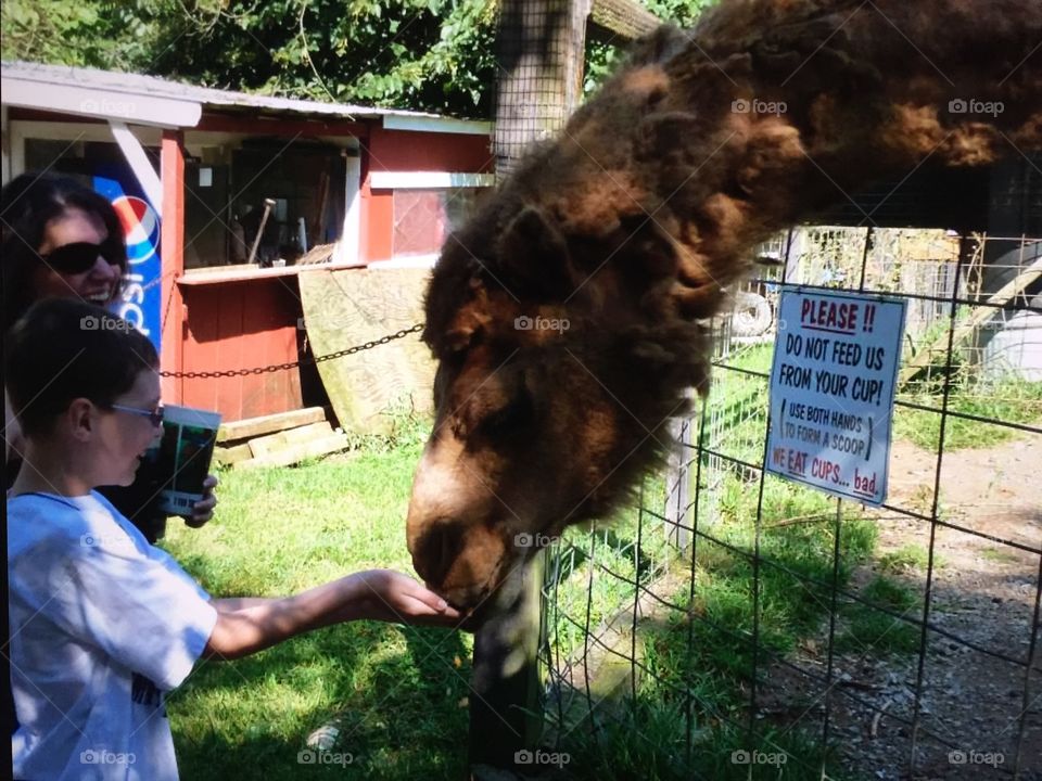 Camel feeding 