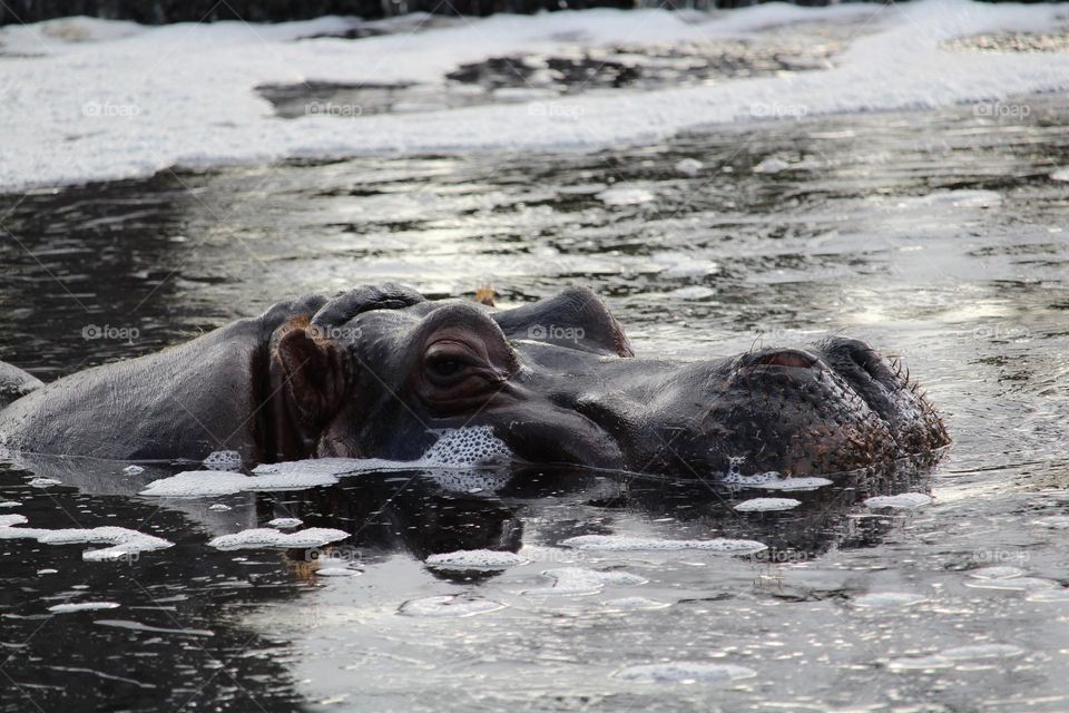 Hippo enjoying a relaxing swim