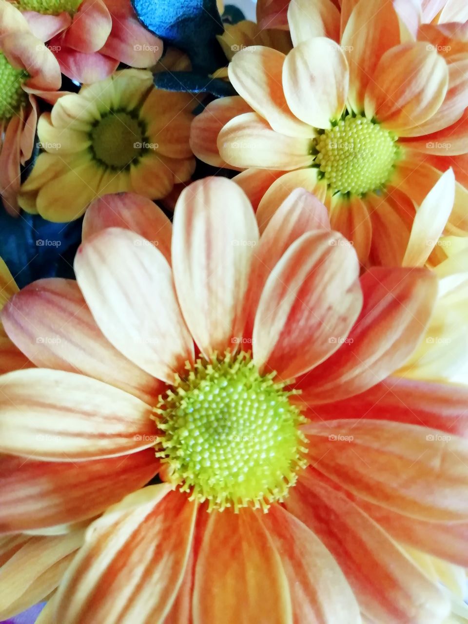 Miniature Chrysanthemum