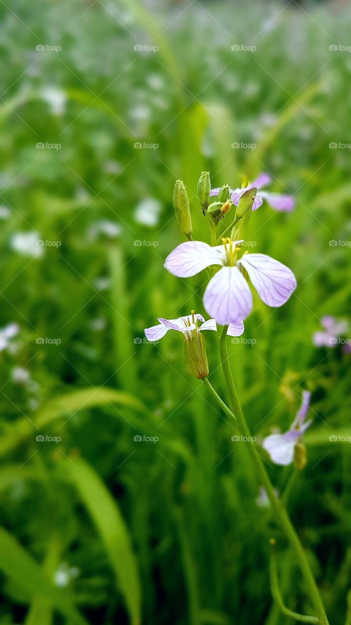 wheat flower