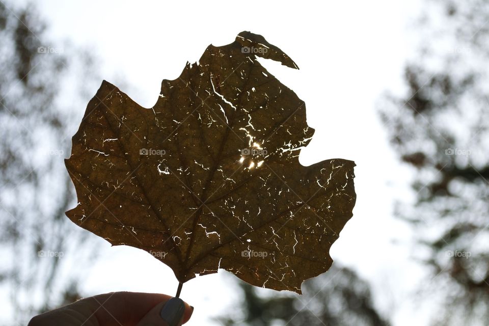 Maple Leaf