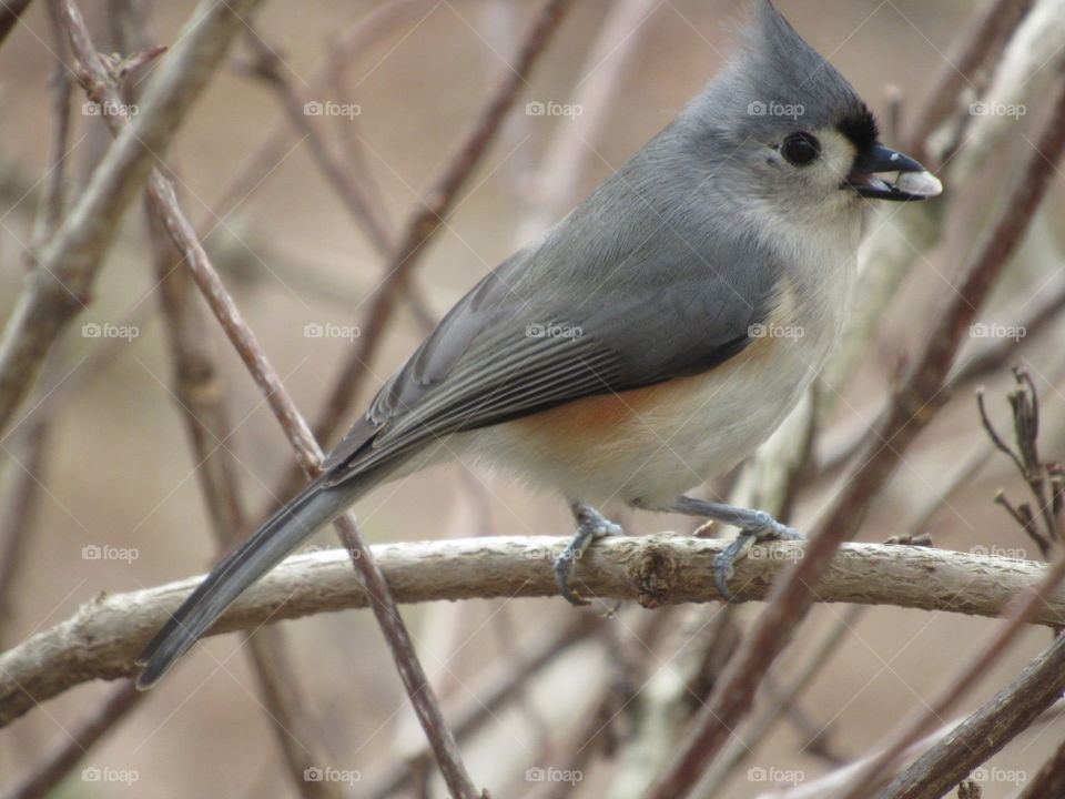 Titmouse