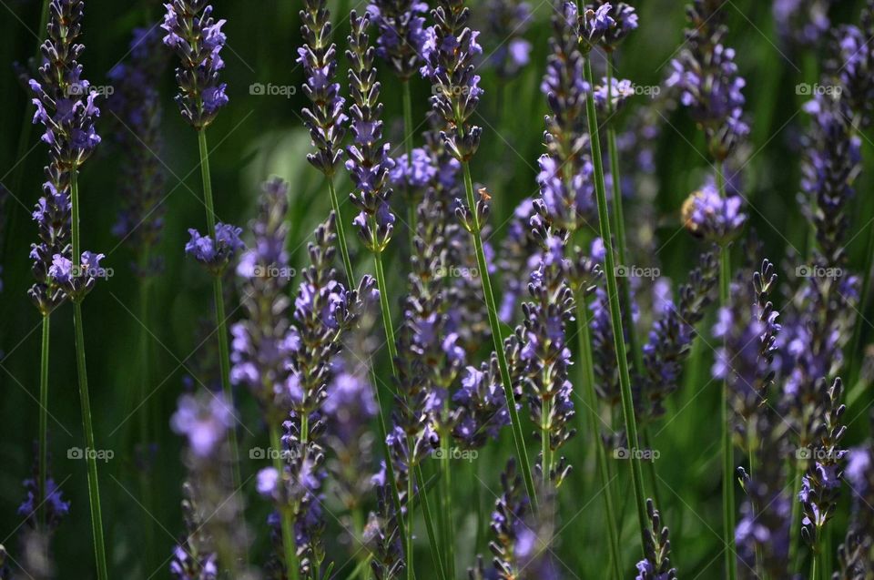 Purple Flower Valley