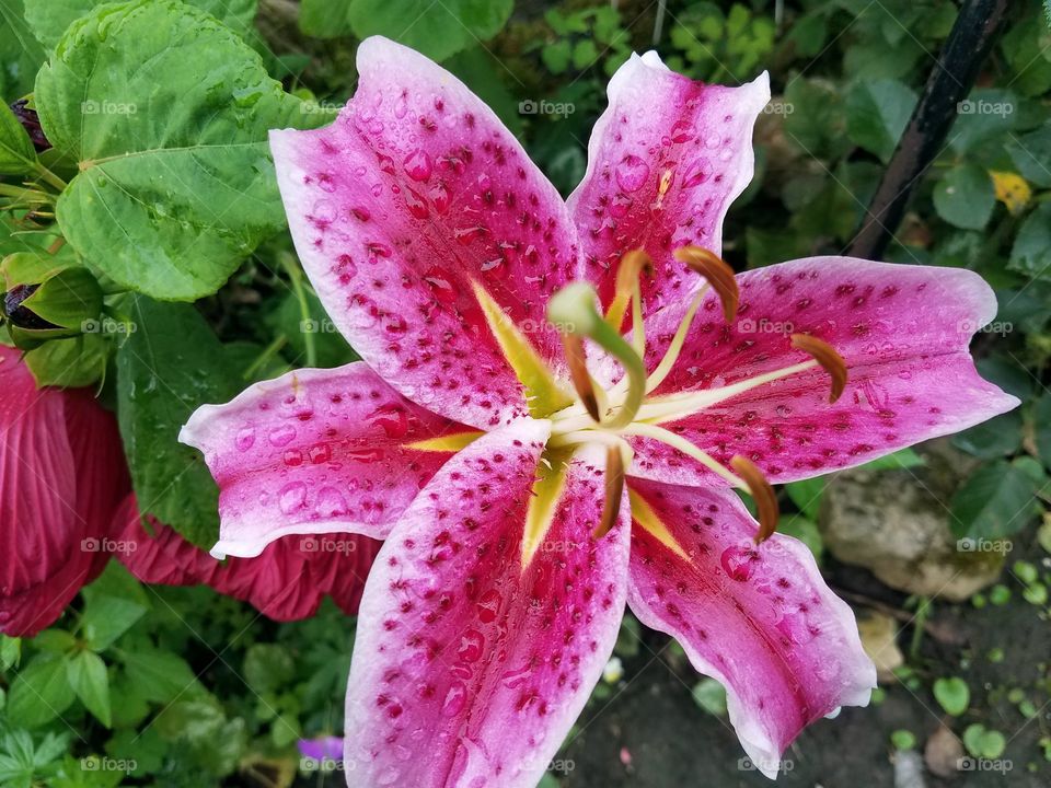 The flowers in our yard