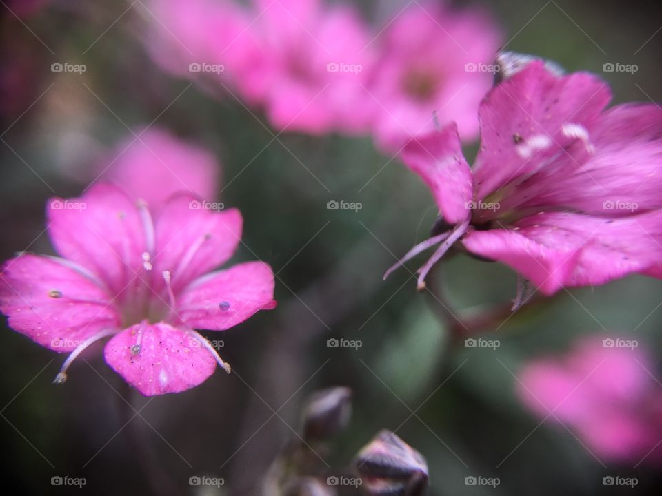 Pink dof closeup