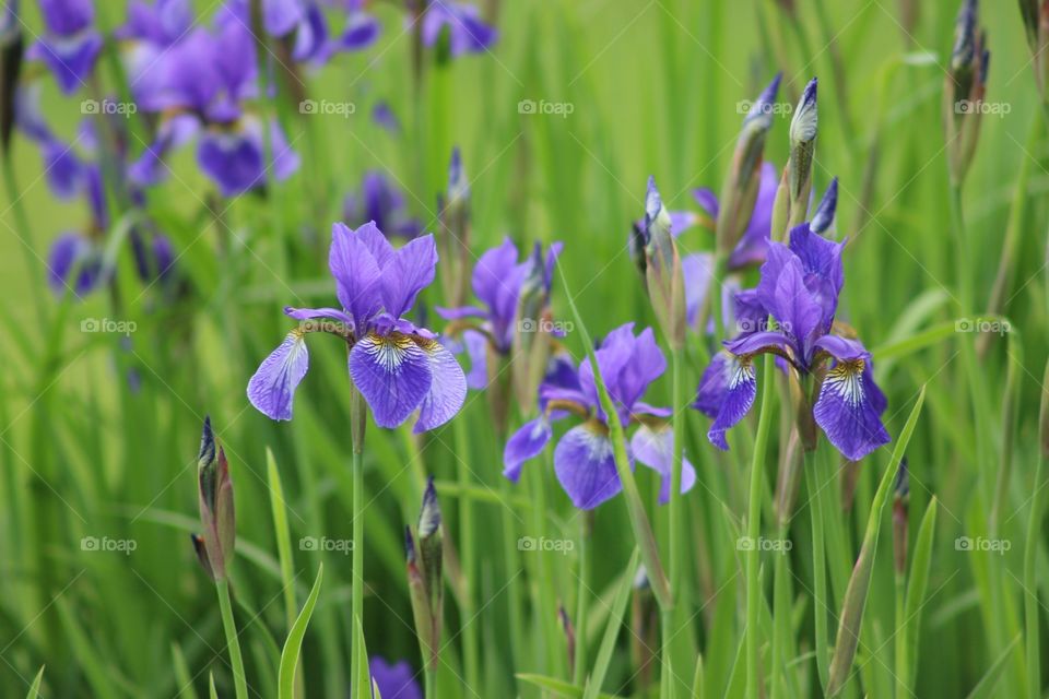 Irises 