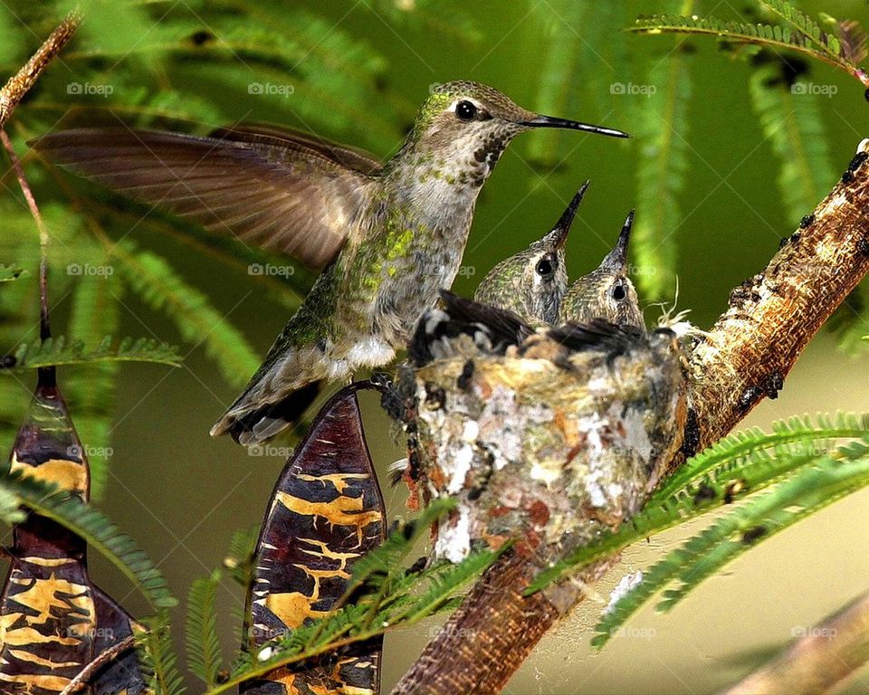 Baby hummers