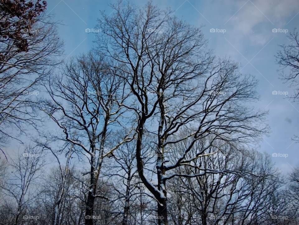 Trees’s silhouette 