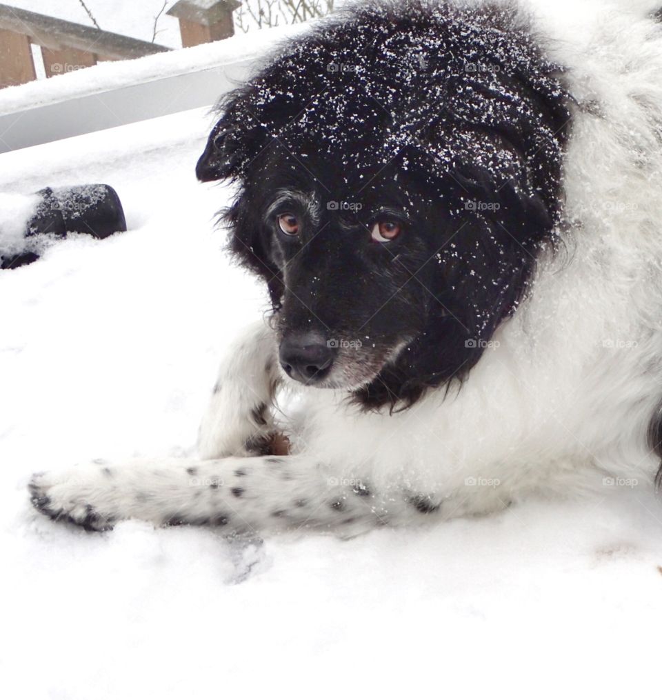 Snow covered dog