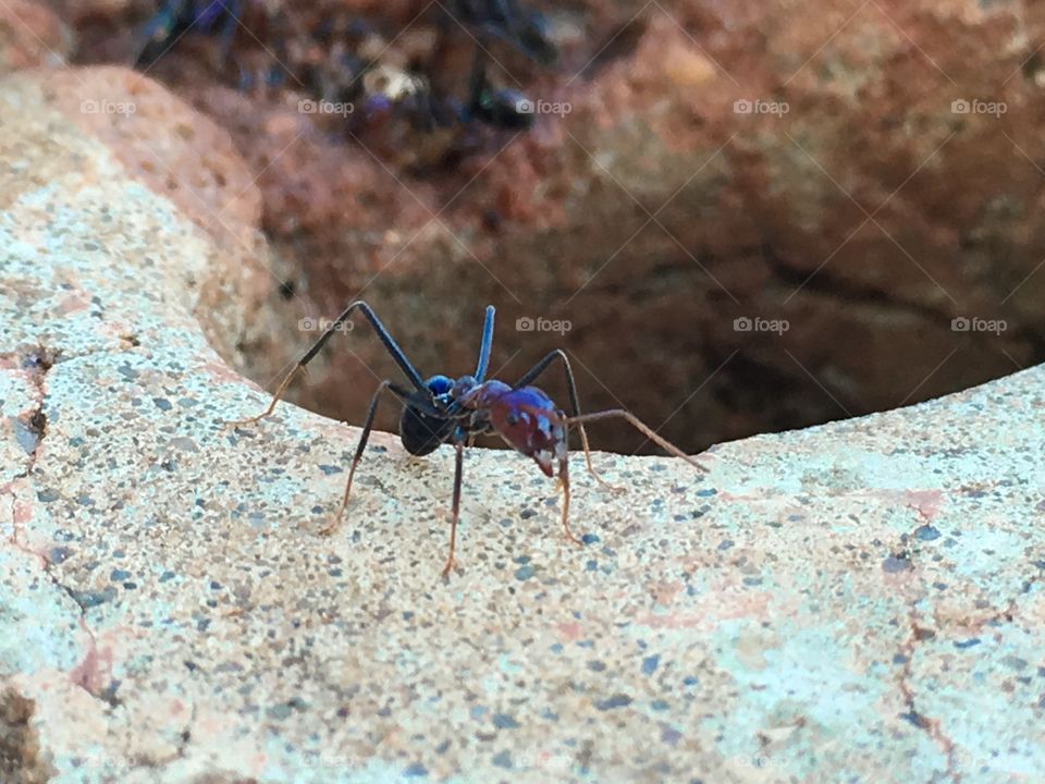 Large worker ant on edge of hole