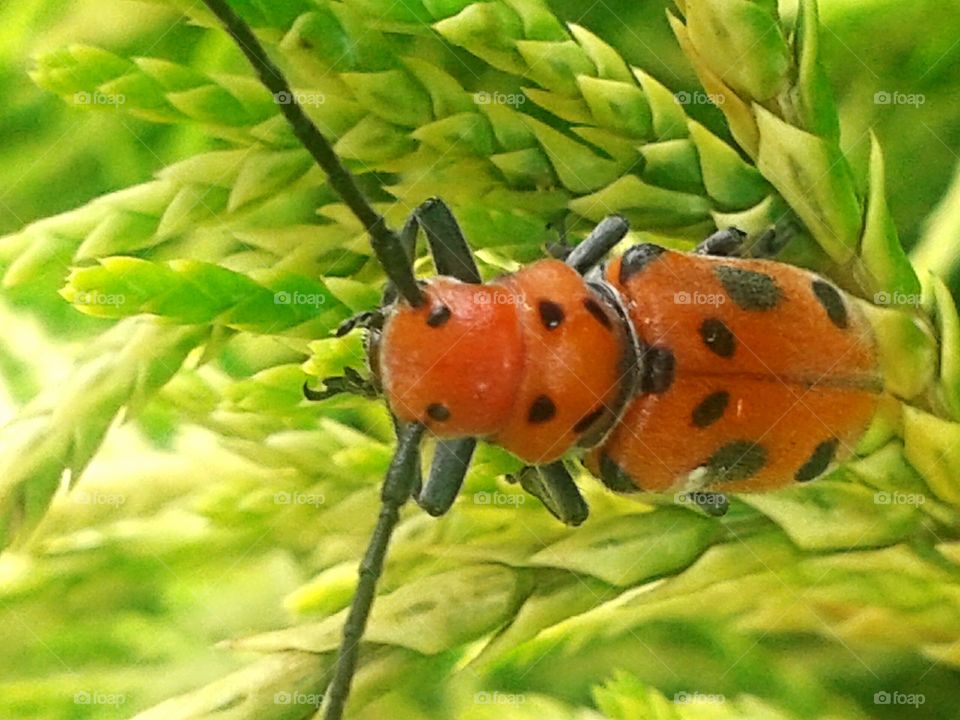 Bright orange visitor. Just hanging out on the bushes.