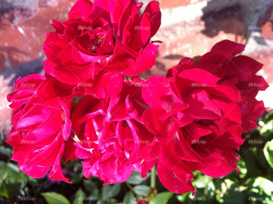 green flowers nature pink by blackpearl079