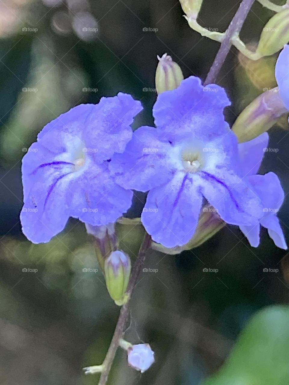 Duas flores roxas delicadas sobre um fundo com foco suave. Flores naturais coloridas.