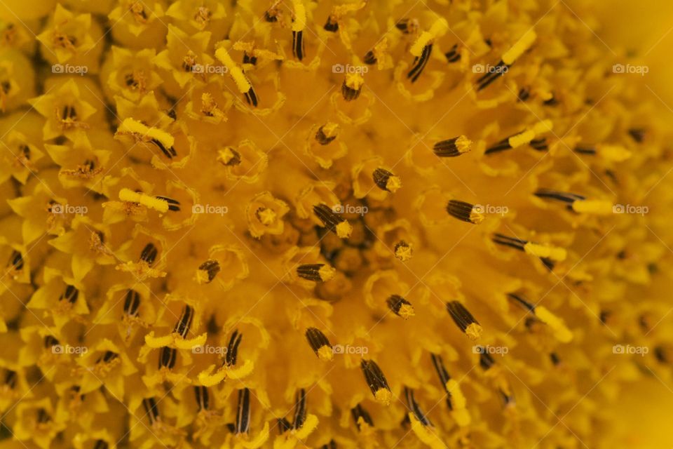 Close-up of sunflower