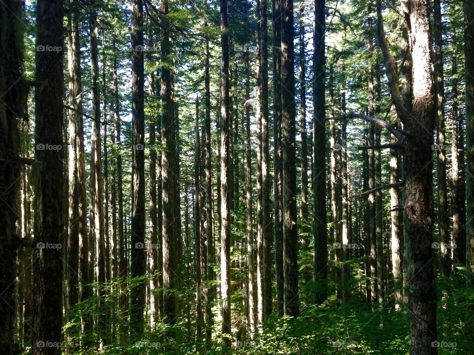 Trres. Tall grove of trees