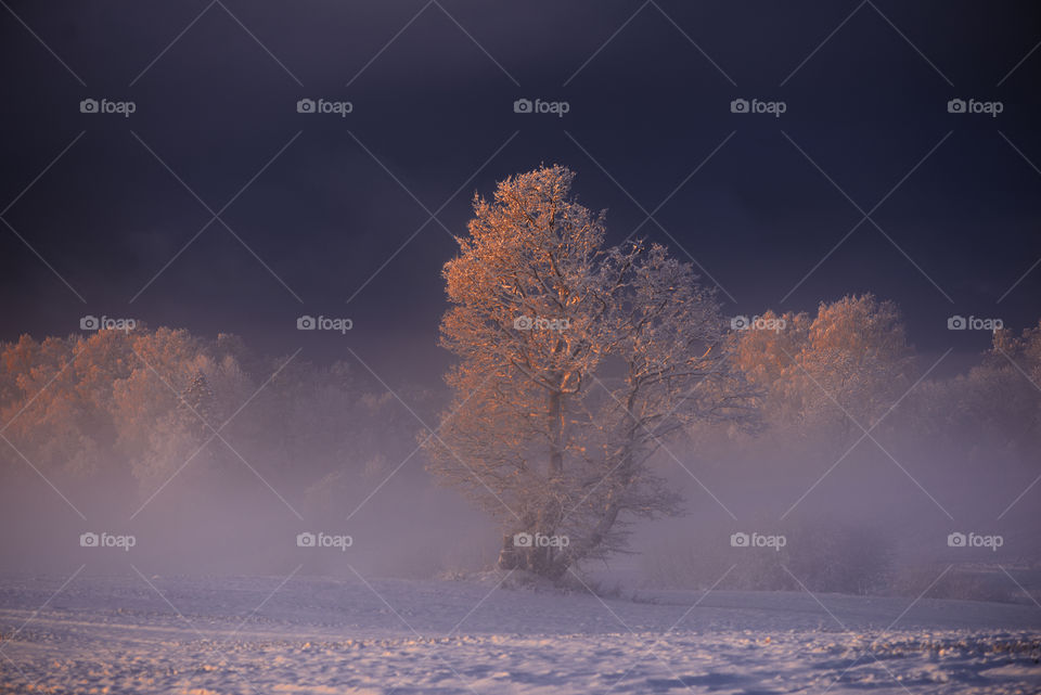 Misty winter morning with beautiful sunlight