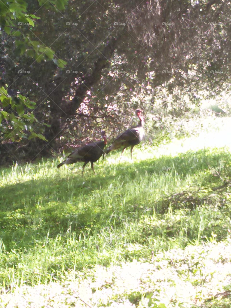 wild Turkey. I was hiking on a saturday. I notice these turkeys such a P