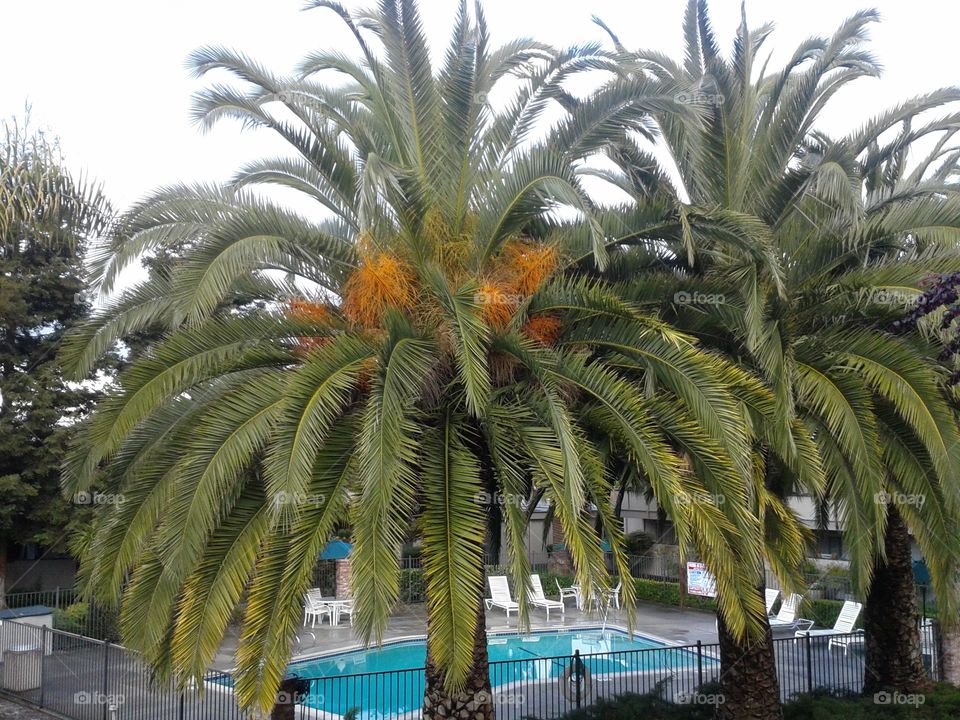 Palm Tree Pool