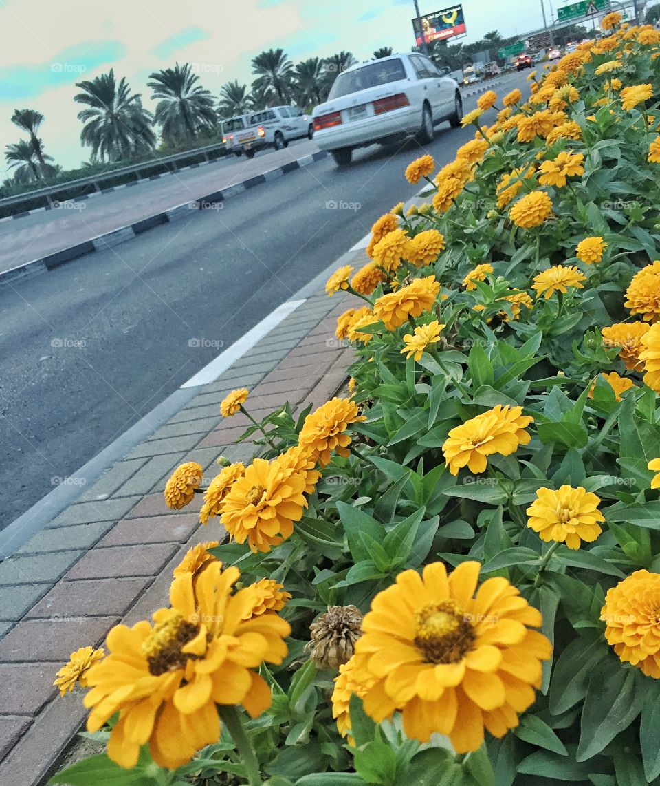 Flowers lined up on the street