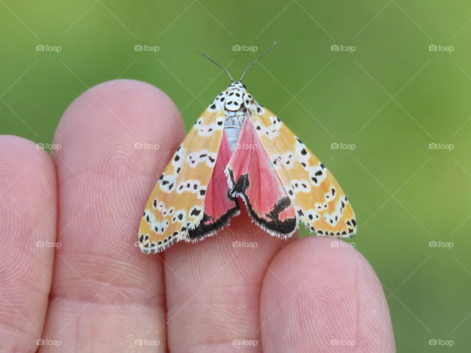 Bella moth