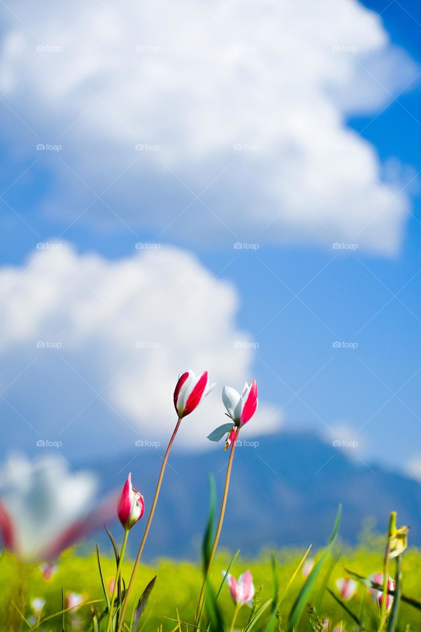 Spring means new life