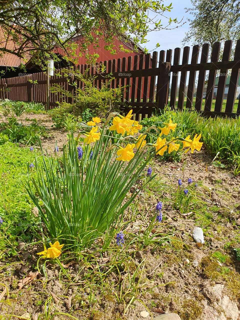 spring has sprung - flowers in the garden