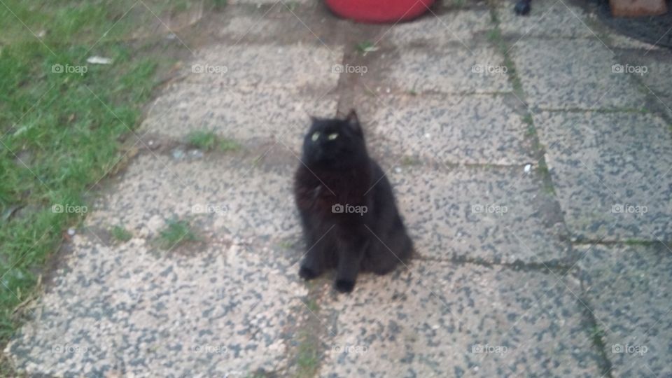 Xena the black cat outside