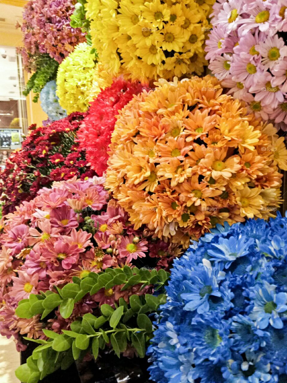 Chrysanthemum display of colors