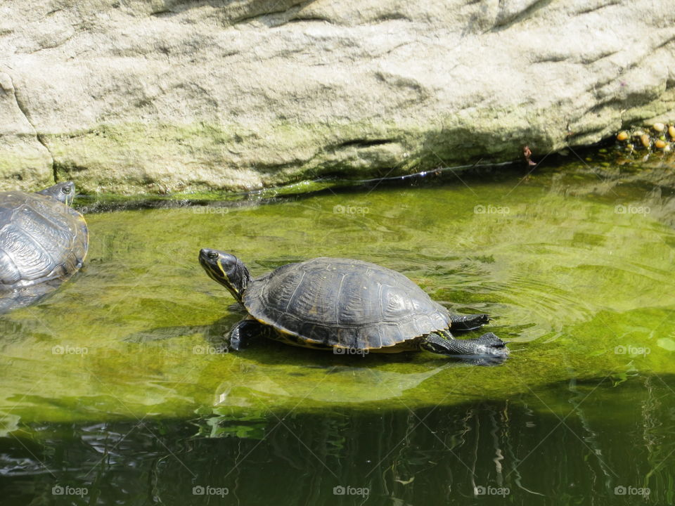 Sunbathing turtle at the Smithsonian National Zoological Park in Washington DC