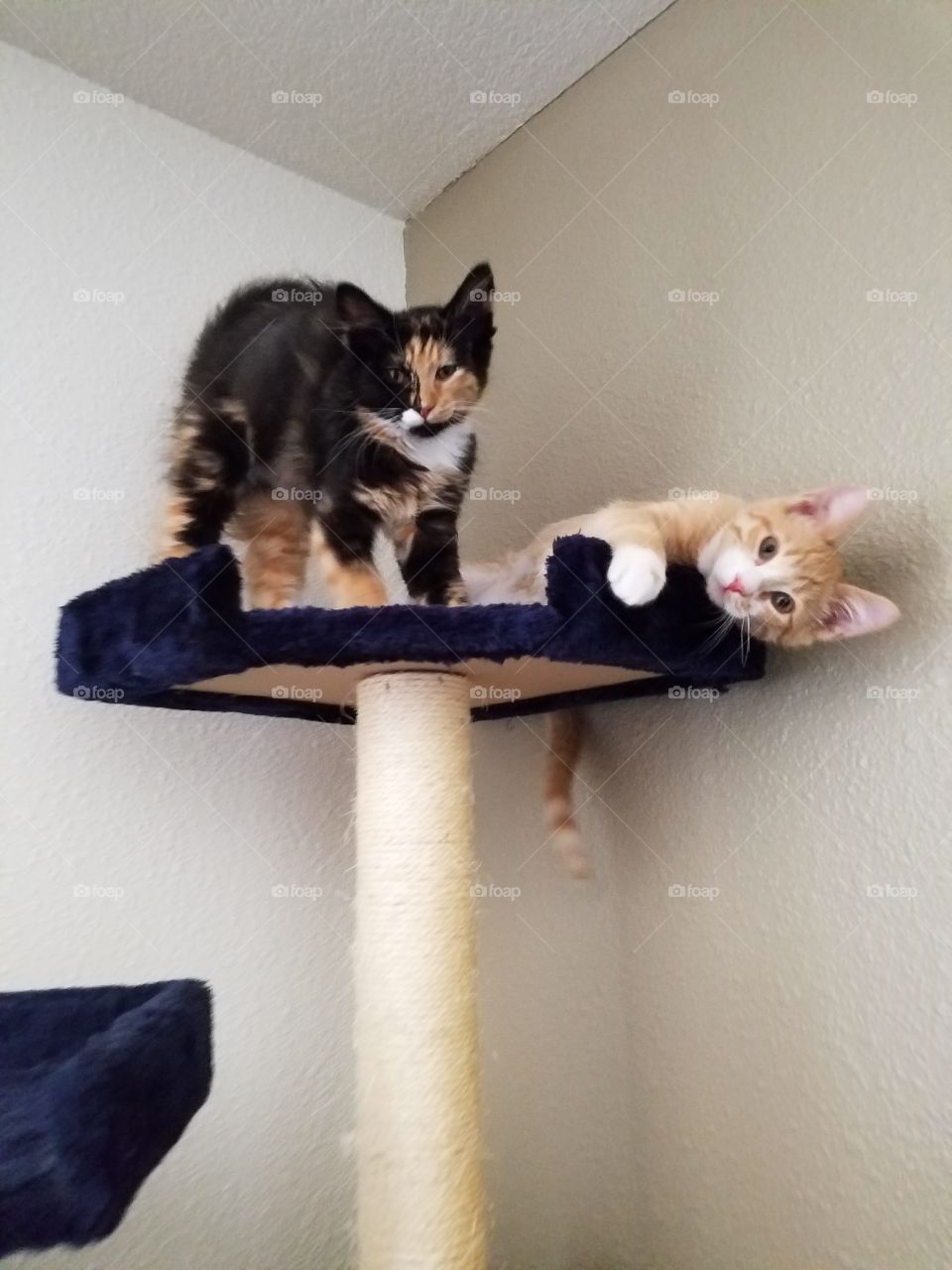 Kittens On a Cat Tree